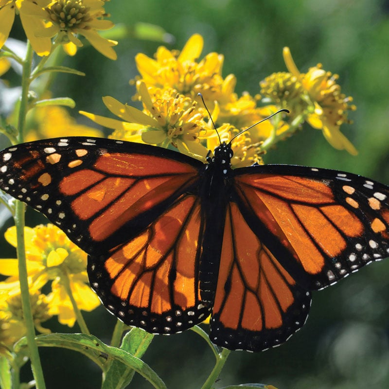 A monarch butterfly rests on a yellow flower.