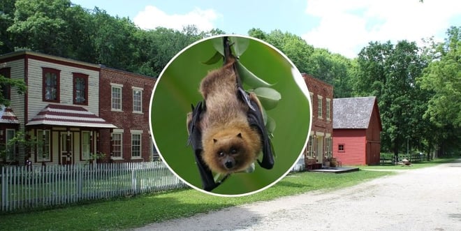 Bat Festival .