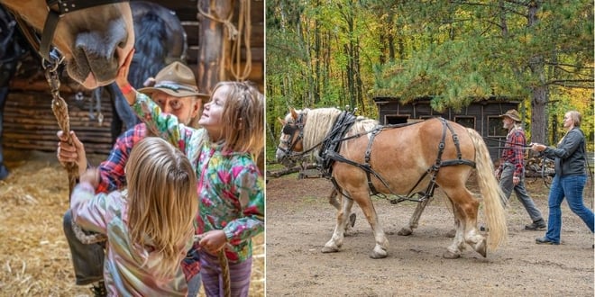Draft Horse Experience.