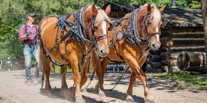 Real Horsepower!.