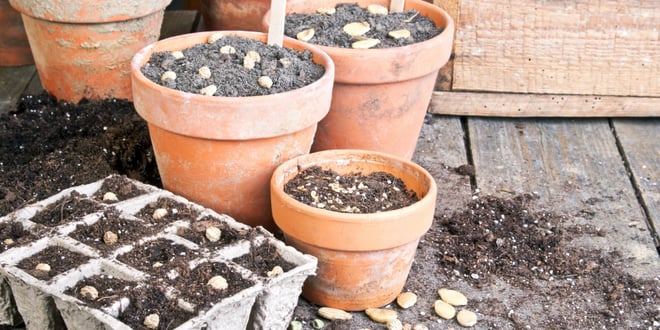 43rd Annual Seed Savers Exchange.