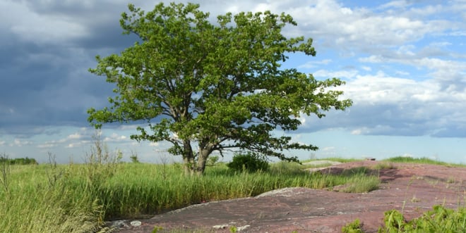 Author Talk: Learn about Lichen with the Bell Museum.