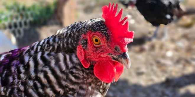 Backyard Poultry Workshop.