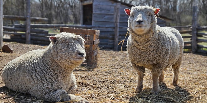 Sheep Sheering Demo.