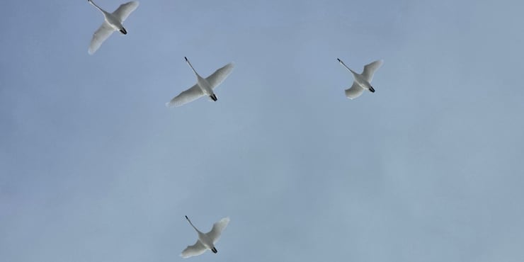 Spring Birding Walk.