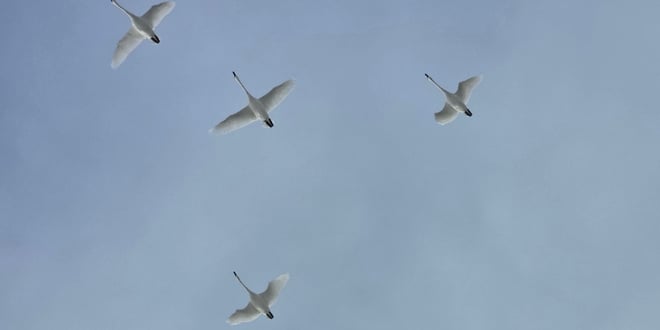 Spring Birding Walk.