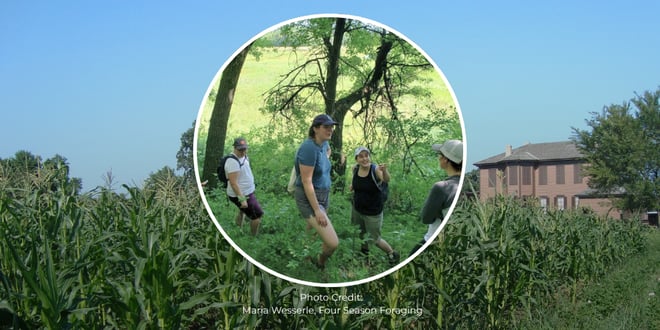 Summer Foraging for Wild Edibles.