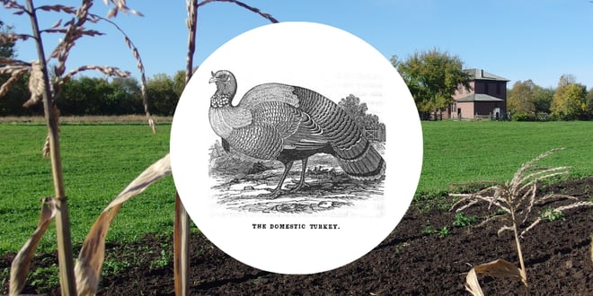 Thanksgiving on the Farm.