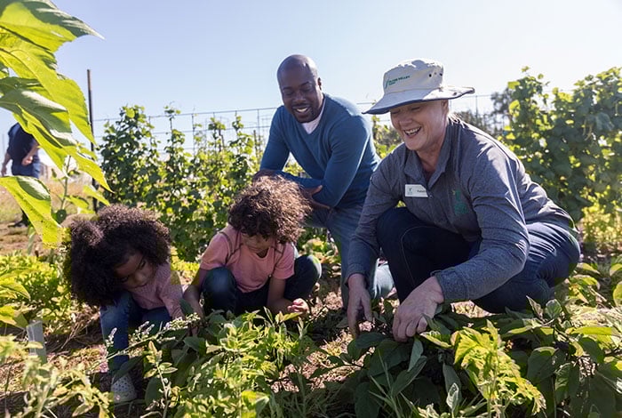A man, a woman, and two girls dig in a garden together.