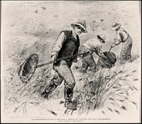 Grasshopper plague in Minnesota
