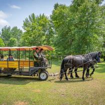 Horse-drawn rides.