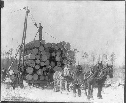 Logging in Minnesota
