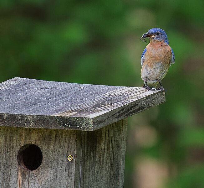 Bluebird perched on a nest box
