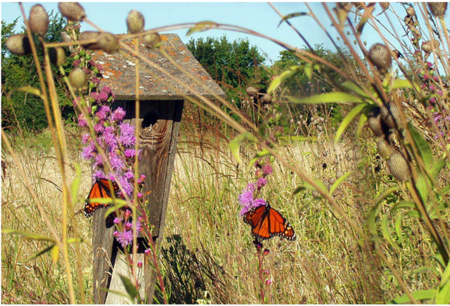 Peterson nest box at Fort Ridgely State Park