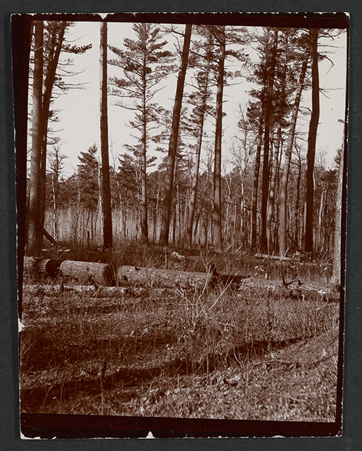 Black and white photograph of Pine woods at Lake Itasca, 1900.
