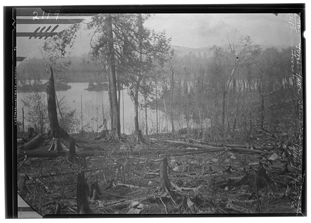 Fire damage in Superior National Forest