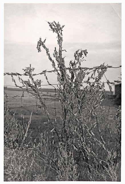 Black and white photograph of grasshoppers waiting for the temperature to rise before moving into a corn field in Marshall, Minnesota, ca. 1930s.