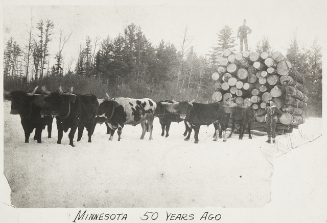 Oxen pulling a sled of white pine logs near Hinckley in Pine County, 1885.