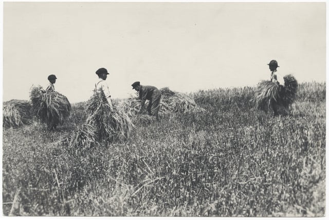 Black and white photograph of boys at work on the farm of the State School, c.1910.
