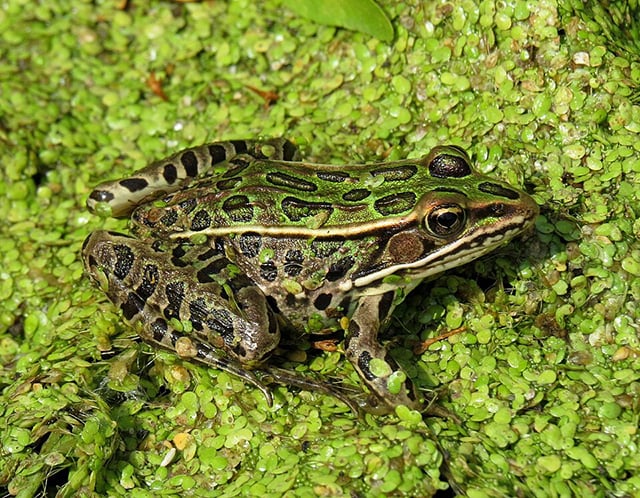 A spotted green frog sits on an organic green background.