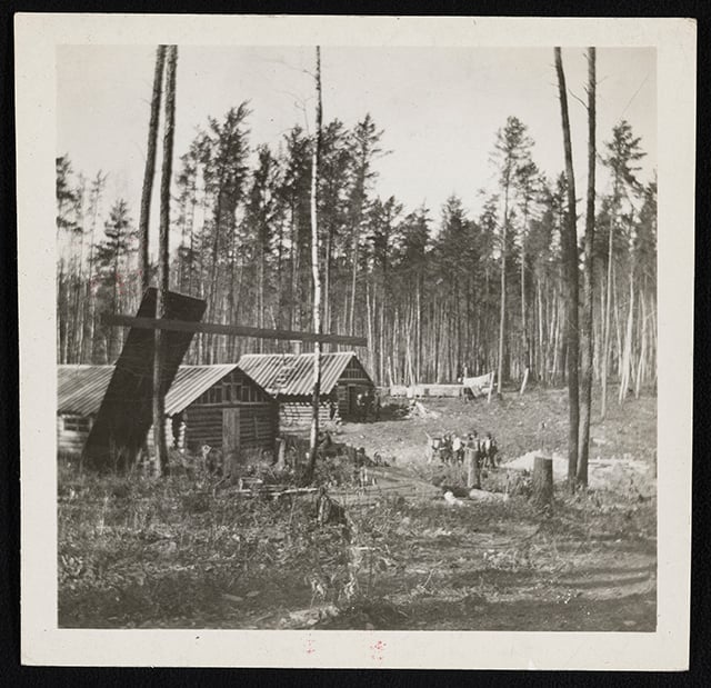 Landscape with stumps and five thing trees in the foreground, with log cabins in the middle ground and unlogged trees in the background