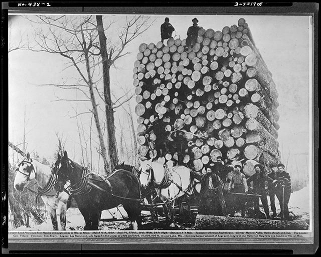 Logs piled on a wagon drawn by three horses. Men stand at the bottom of the load of logs and on top of it. 