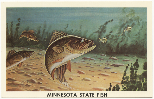 Color postcard image of a fish swimming underwater with other fish in the background.