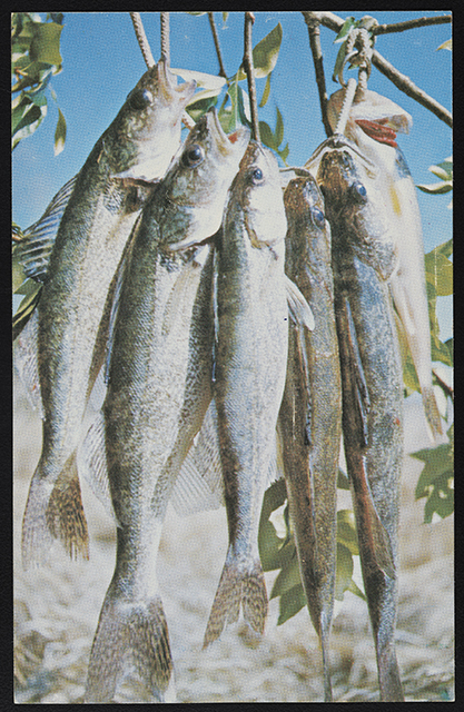 Six fish hang from tree branches with a blue sky above them.