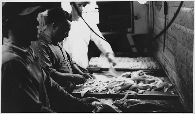 Three men fillet raw fish on trays on a counter to their right.