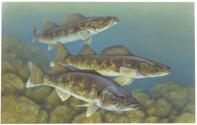 Three walleye swim against a blue-green watery background, with a stony lake or river bottom below them.