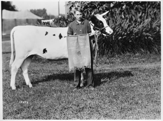 Black and white photograph of 4H Calf Club champion and his calf, 1923.