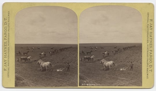 Black and white photograph of a team breaking ground along the line of the Northern Pacific Railroad at Dalrymple Farm, twenty miles west of Fargo, 1878. Photograph by Frank Jay Haynes.
