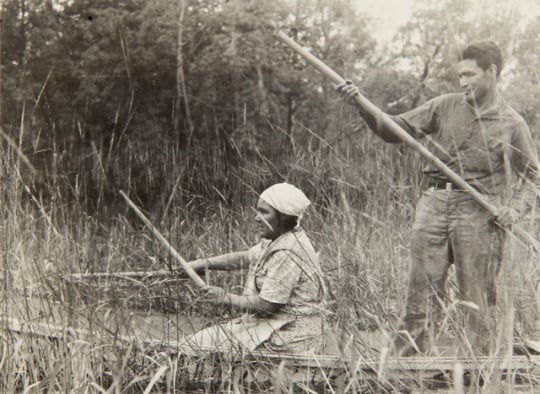 Harvesting wild rice