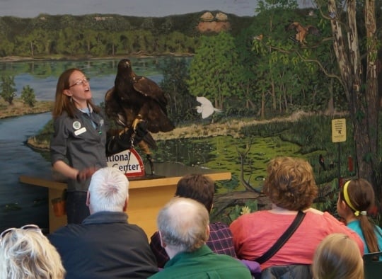 Color image of Donald, a male golden eagle and National Eagle Center ambassador, participating in the center's Meet the Eagles program.
