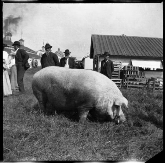 Black and white photograph of swine on display, 1905.