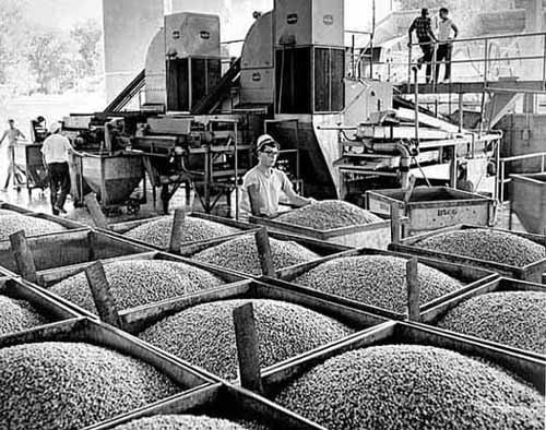 Canning peas, Green Giant Company, LeSueur.