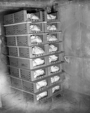Black and white photograph of turkeys that are ready to be put into the freezer, Farmers Produce Company, Willmar, ca. 1960.