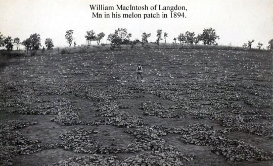 Black and white photograph of William Mackintosh, father of R. S. Mackintosh, in his melon patch, 1894.