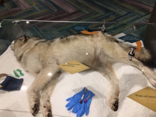 Exhibit at International Wolf Center