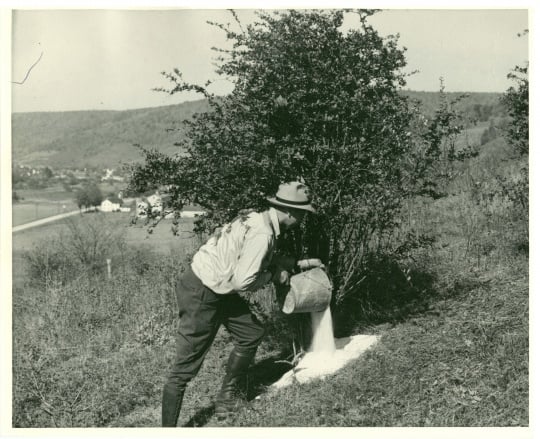 A worker pours salt on a barberry bush in Minnesota, ca. 1925. Applying salt to kill a bush’s roots was the main method of destroying them before the widespread use of herbicides in the 1950s.