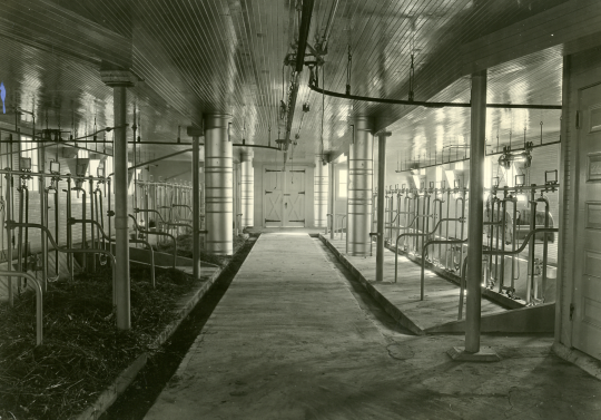 Black and white photograph of the inside of the dairy barn at the Northwest Experiment Station.