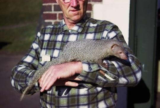 Photograph of Lloyd Hackl with Mr. Magoo the mongoose, 1963.