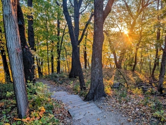 Woods inside Frontenac State Park