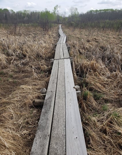 A Savanna Portage boardwalk installed to help travelers traverse a swamp, 2018. Photograph by Jon Lurie used with the permission of Jon Lurie.