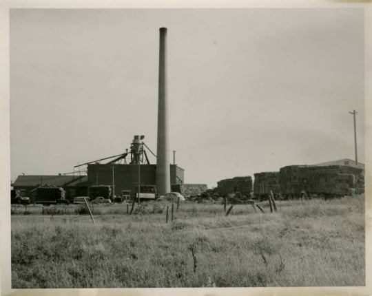 Schweitzer Flax Plant