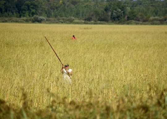 Wild rice harvest on Mud Lake