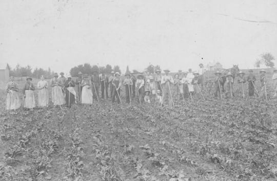 Black and white photograph of workers hoeing sugar beets in a field in Carver County. Date and photographer unknown.