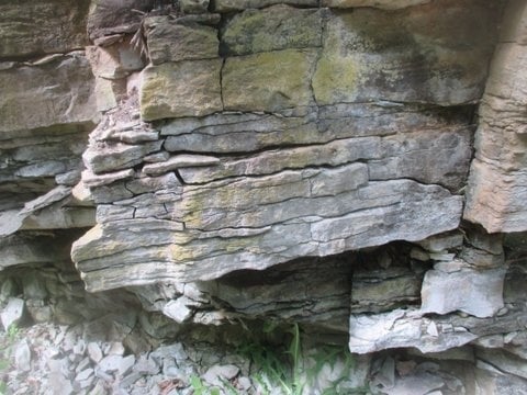 Color image of a Platteville limestone seam in Fort Snelling State Park, 2016. Photograph by Paul Nelson.