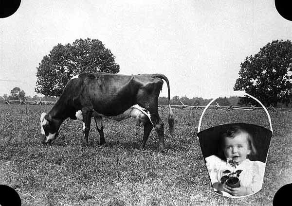 brindle-cow brindle-cow