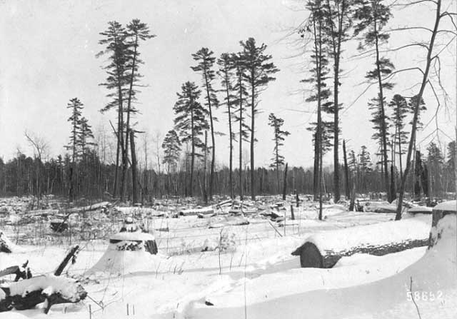 forest-1919